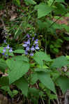 Showy skullcap